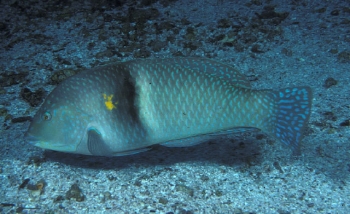  Halichoeres nicholsi (Spinster Wrasse)